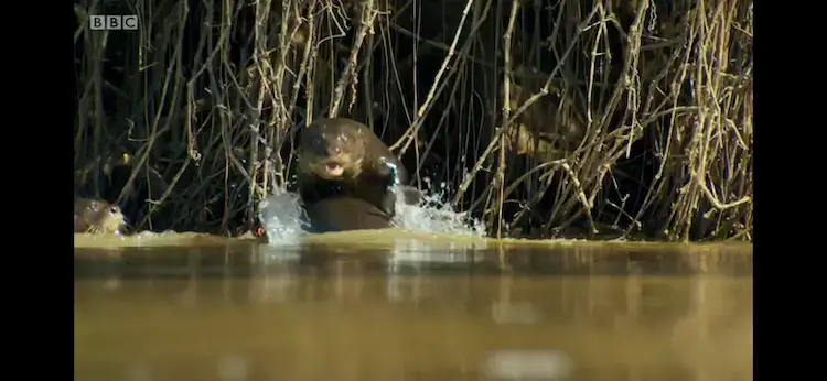 Giant otter (Pteronura brasiliensis) as shown in Planet Earth II - Jungles